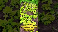  Oh no!! I have too much lettuce - what should I do? HELP!