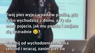 Jak pomóc psu w rozstaniu? #PsiaPsychologia #SeparationAnxiety #PomocDlaPsów