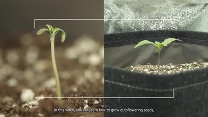 How To Grow Autoflowering Plants Week By Week [Educational]