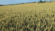 Na polach jeszcze zielono, rzepak zdrowy a kukurydza rośnie