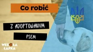 Co robić z adoptowanym psem?