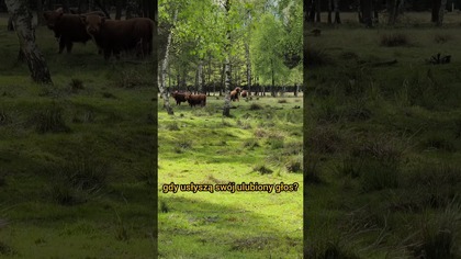 Nie potrzeba psa, wystarczy jedno zawołanie  #gospodarstwo #szkockiekrowy #pawelfarmer