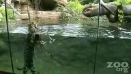 Pływający jaguar