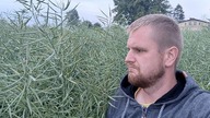 Pszenica i rzepak - stan na 14. 06. 2023 Przed deszczem