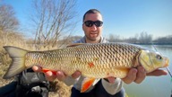 Kleń z Wisły 47cm życiówka Jacka na klasyczny feeder i zanętę Stacha