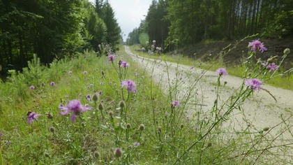 Summer Forest Road  Bees, Birds & Butterflies