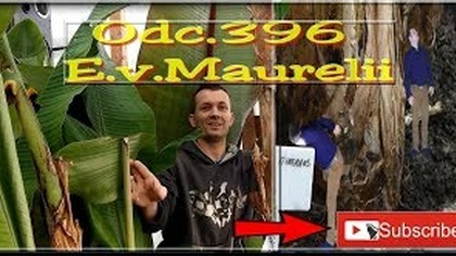 Odc. 396 Ensete Ventricosum Maurelii 2018.  Banany w Polsce, uprawa, zimowanie, pielęgnacja itp.