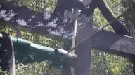 Gereza Czarno-biała #shortvideo #monkey #monkeyvideo