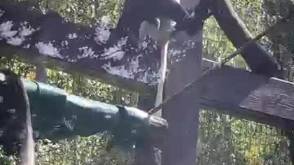 Gereza Czarno-biała #shortvideo #monkey #monkeyvideo