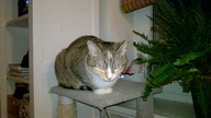 Lisia Le Sphinx ou La Sphinxe Theatrum Illuminatum