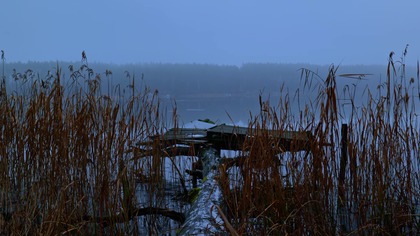 Frozen Lake Reeds & Evening Birds  Winter Nature Soundscape