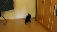 funfilm skoczny kot