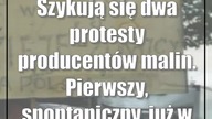 Szykują się dwa protesty producentów malin.  Pierwszy, spontaniczny, już w poniedziałek