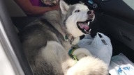 Husky broni swojego prawa do miejsca na przednim siedzeniu
