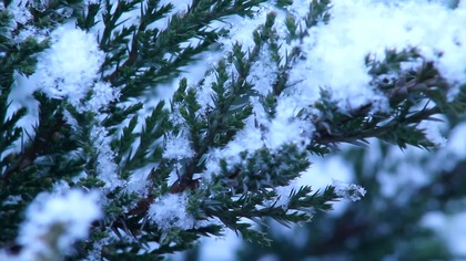 Pastorałka pt.  Zagrudniony