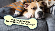 JAK ODUCZYĆ PSA WCHODZENIA NA KANAPĘ?