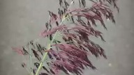 #shortsInwazyjna trzcina pospolita (Phragmites australis)
