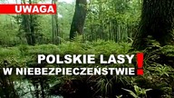 LEŚNIK mówi prawdę! Polskie LASY W NIEBEZPIECZEŃSTWIE! | P.  Kusiak