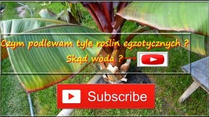 159.  Jak podlewam rośliny egzotyczne+ zużycie wody