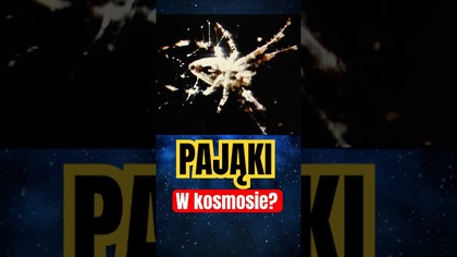 Pająki w kosmosie??