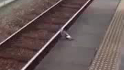 Tymczasem na stacji metra. Pewien nietypowy pasażer jedzie do pracy. 