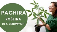 PACHIRA wodna - butelkowiec  uprawa, pielęgnacja, choroby