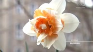 Trójka Warszawa - wypełniacz antenowy z 23. 04. 2019