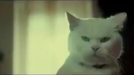 Cat alone home 