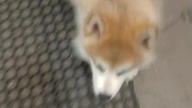  #cutedogs #dogsofyoutube #shorts #akita #dogs #pieski