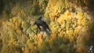 Jeb Corliss kompilacja człowiek ptak