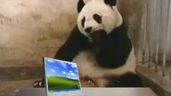 Sneezing Windows vs Panda