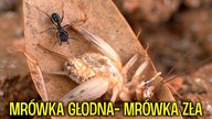 KARMIENIE WSZYSTKICH MOICH MRÓWEK  