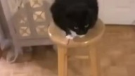 techno kot