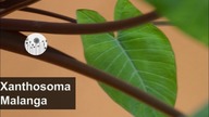 Moja ulubiona roślina. Malanga. Rarytas dla wielbicieli filodendron&oacute;w, skrzydłokwiat&oacute;w i alokazji