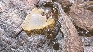 Nadrzewnica czteroplamka #antfarm #ants #antcolony #antkeeping #insects #terrarium #zwierzaki