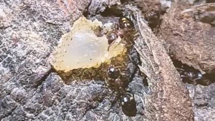 Nadrzewnica czteroplamka #antfarm #ants #antcolony #antkeeping #insects #terrarium #zwierzaki