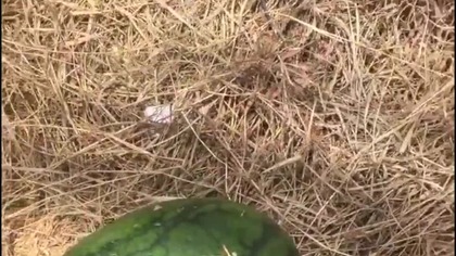 Kompilacja epickich zwycięstw