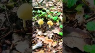 Beautiful little mushrooms 