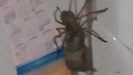 Uroki mieszkania w Australii