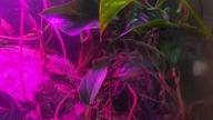 Polyrhachis dives 