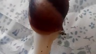 Baby Lissachatina fulica albino 