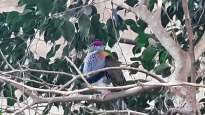 Owocożer (Fruit Dove) Koroniec (Crowned Pigeon) Bażanciak (Pheasant-Pigeon) Zoo w Warszawie
