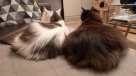 See how we celebrate the National Cat Day! | A fancy cat store that we recommend 