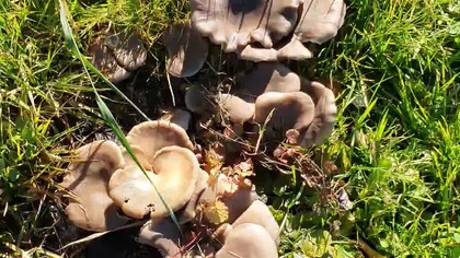 Sezon na boczniaki uważsm za rozpoczęty.