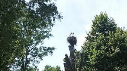Marchegg Granicą 2 Słowacko austriacką cz