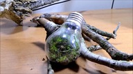 Nietypowe terrarium, zamknięty ekosystem.