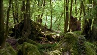 Kr&oacute;l Drozdobrody (2008)