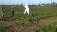 Remi Gaillard jako królik
