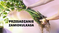 Jak i kiedy przesadzic ZAMIOKULKASA ? Zamiokulkas - przesadzanie krok po kroku