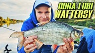 444 ODRA LUBI WAFTERSY - GIGANT KRĄP I PIĘKNE LESZCZE